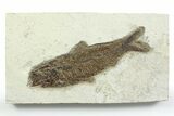 Detailed Fossil Fish (Knightia) - Wyoming #356779-1